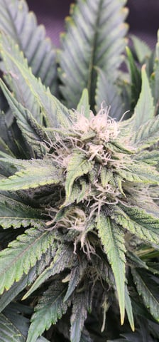 FastBuds Trainwreck Auto — flower, day 54