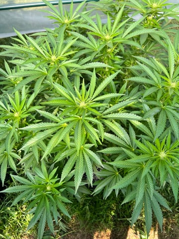 Hindu Kush — flower, day 20