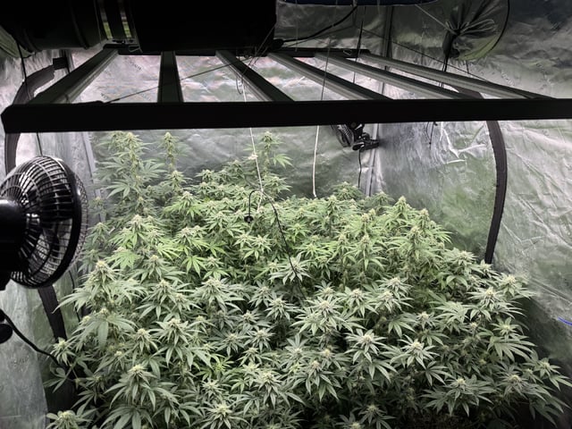 7 Strains 14 Plants  — flower, day 113