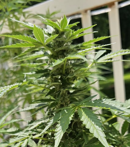 blueberry dream — flower, day 224