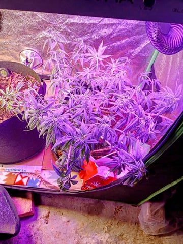 Purple Plum Perfect 💜 & 2 Grape Runtz 🍇 Mainlining garden.  — vegetative, day 101