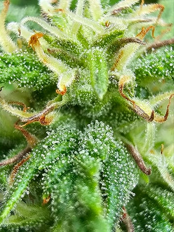 Cheshablue  — flower, day 35