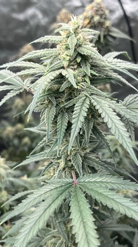 420 Fast Buds Mixed Pack — flower, day 70