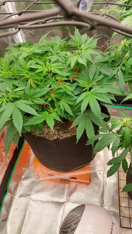 Two mystery buds — vegetative, day 83