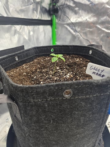 2nd grow round 2 — seedling_rooting, day 10