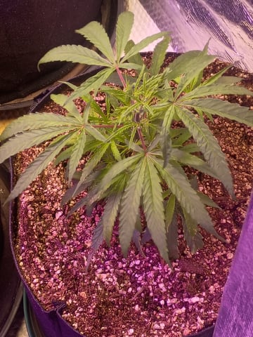 grow por vida — grow_setup, day 11