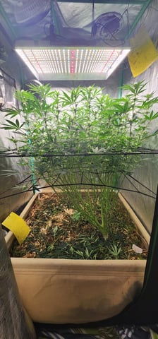 10G's — flower, day 70