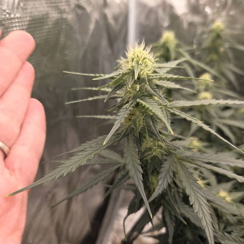 Purple Haze Auto — flower, day 58
