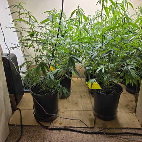 Blue Dream Clones — vegetative, day 30
