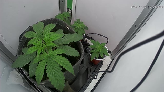 Blue Dream — vegetative, day 22