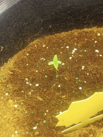 winter grow — seedling_rooting, day 19