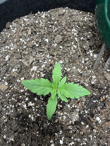 Gorilla Cookies 2nd Try — seedling_rooting, day 18