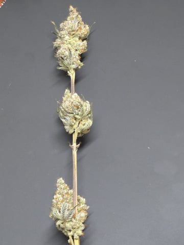 Hydroponic Photos