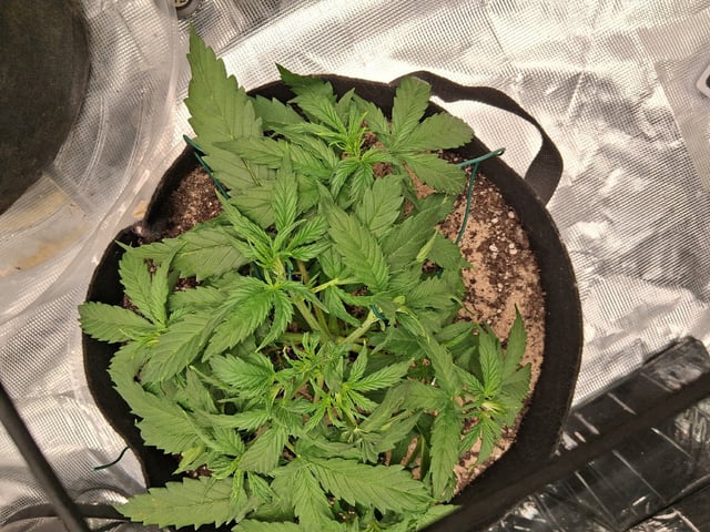 Seedman mix auto & seedman mix auto & GodFather OG — vegetative, day 38
