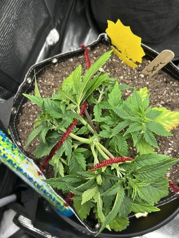 First Grow.. How am I doing? — vegetative, day 33