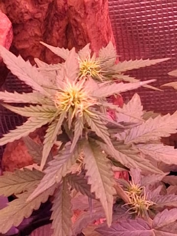 First Lagit Grow — flower, day 36