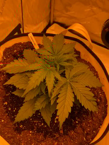 The little plant that could! — vegetative, day 14