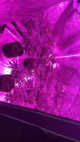 blueberry cupcake  — flower, day 66