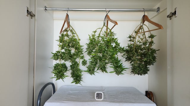 Royal Highness — harvest, day 145