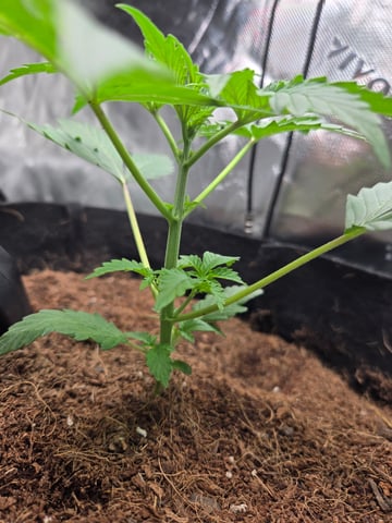 "Wedding Crasher"  Grow#2 — vegetative, day 35