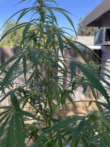  Apollo outdoor — flower, day 47