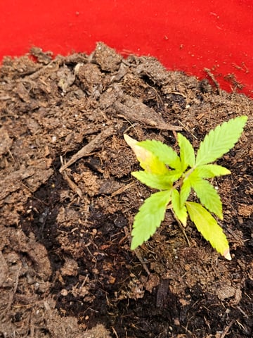 1st plant. Strain: Green Gelato AutoFlower — seedling_rooting, day 27