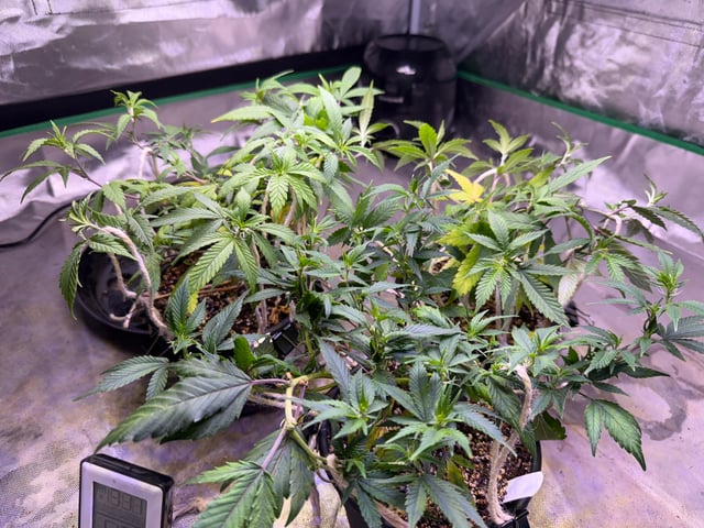 Green Gelato — vegetative, day 24