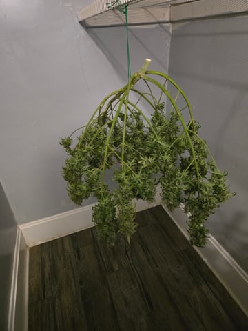 3rd Grow 3x3 tent — flower, day 91