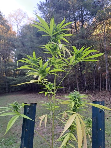 Bucket List Grow #2 — harvest, day 138