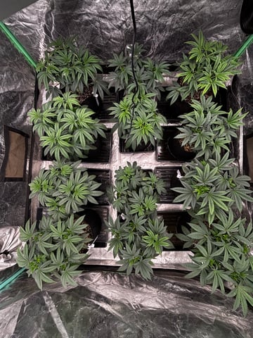 Pink Passion Fruit — vegetative, day 40