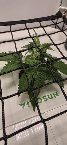 Vivosun Seed tent — vegetative, day 23