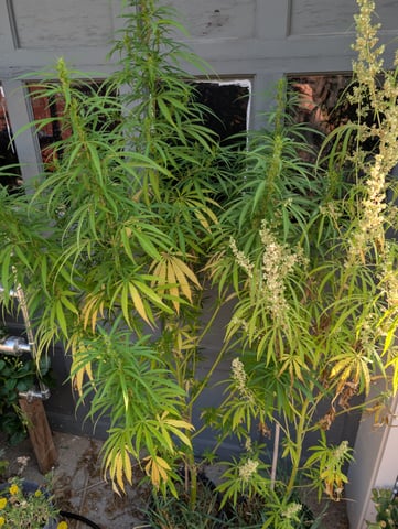 outdoor — flower, day 133