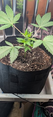 B E A utiful  — vegetative, day 27