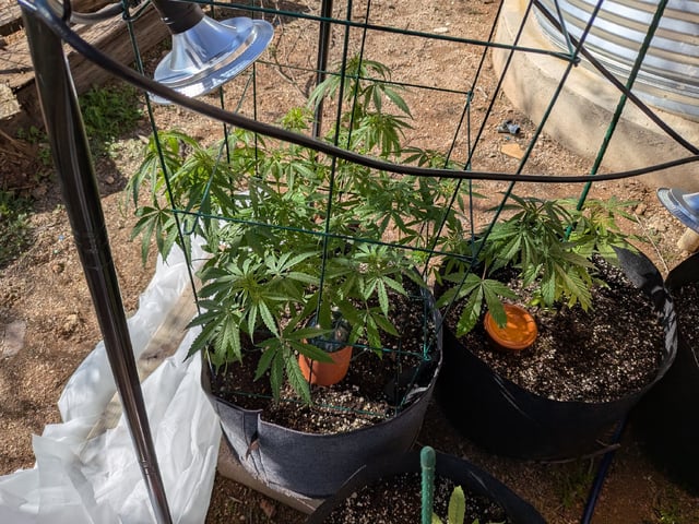 October Start — flower, day 83