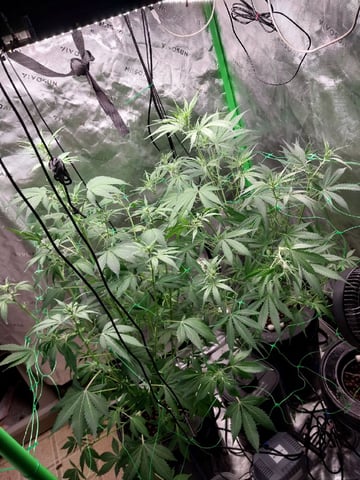 Auto-Flowers 