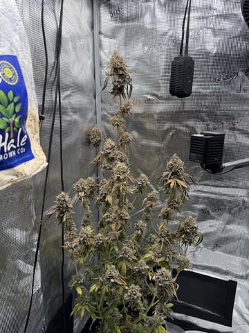  Trying to go big — flower, day 161