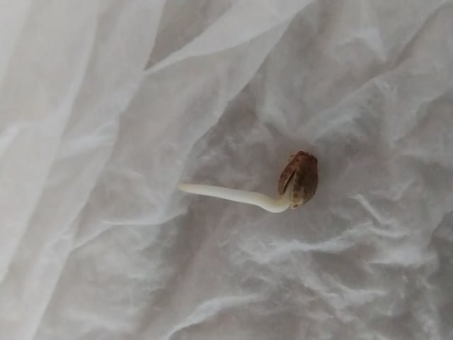 First grow — germination, day 1