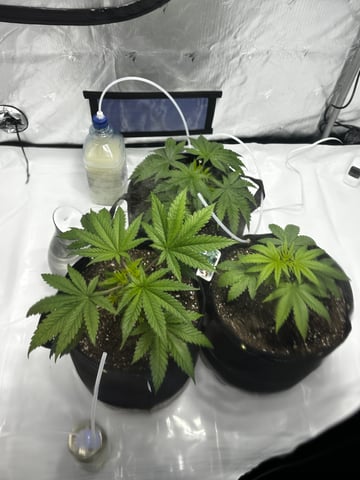 XJ-13 x Pennywise — vegetative, day 1