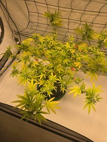 2nd Grow 3x5 tent — flower, day 113