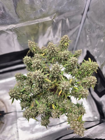 blue dream auto — flower, day 81