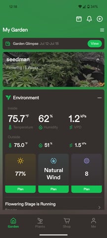 Strawberry Cheesecake Seedsman Seeds Autoflowers x2 — flower, day 46