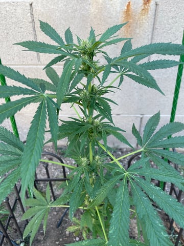 Phx_Freedom — flower, day 68