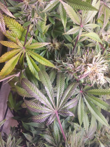 first grow — flower, day 108