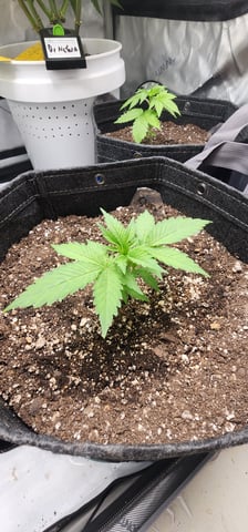 Orange cream pop and sour strawberry — vegetative, day 19