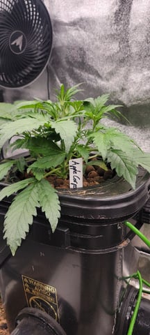 My First Grow — vegetative, day 34