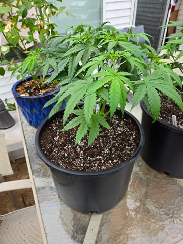 Banana Kush / Durban Poison / C99-Riddle OG — vegetative, day 26