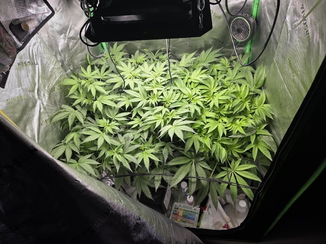 White Widow + Papaya Bomb — flower, day 56