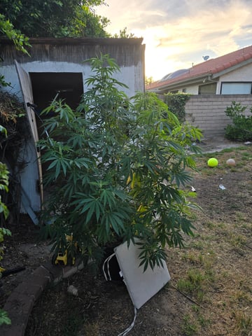 Venice Beach — vegetative, day 69