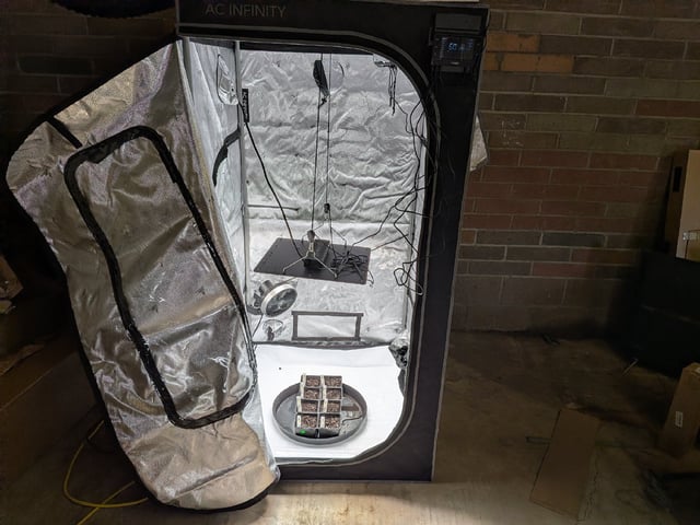 Grow Tent Starts — germination, day 3