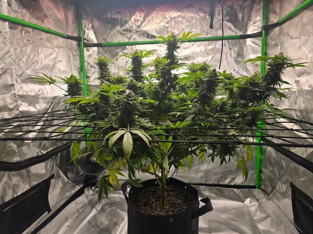 First grow — flower, day 107